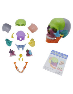 Modelo de Cráneo Humano YOUNGFUTURE 15 Piezas Desmontable
