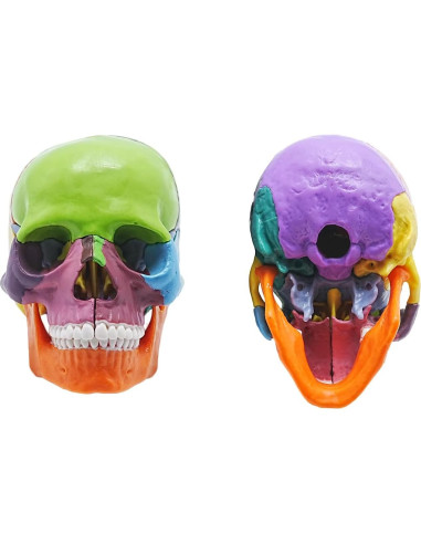 Modelo de Cráneo Humano YOUNGFUTURE 15 Piezas Desmontable