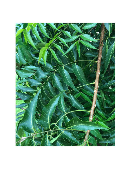 Hojas de Neem Frescas 50 Unidades Goodluck Ganesha Hojas de Neem Frescas 50 Unidades Goodluck Ganesha