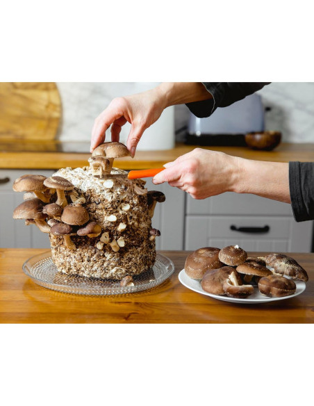 Kit de Cultivo de Champiñones Shiitake Myco Labs 2.5 kg Kit de Cultivo de Champiñones Shiitake Myco Labs 2.5 kg