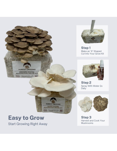 Kit de Cultivo de Champiñones Ostra Forest Origins 2-Pack