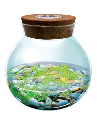 Kit de Terrario Acuático con Luz LED - Jardinero Único
