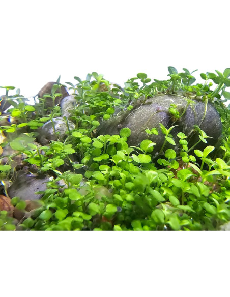 Kit de Terrario Acuático con Luz LED - Jardinero Único Kit de Terrario Acuático con Luz LED - Jardinero Único