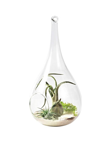 Mkono 2 Pack Terrarios Colgantes de Vidrio para Plantas