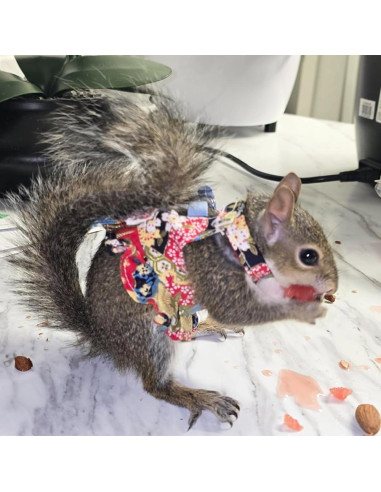Conjunto Arnés y Correa para Pequeños Animales Copfeu Azul M