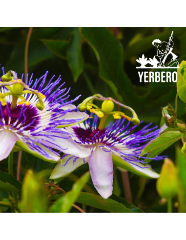 Té Herbal Pasiflora 21 g Yerbero - Relajante Natural