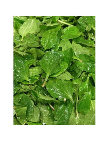 Ungüento de Plátano Silvestre Orgánico 100g - Cuidado de la Piel