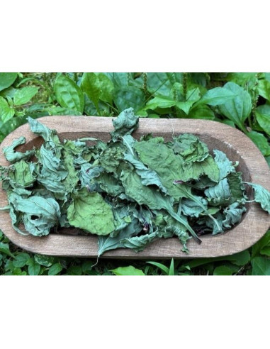 Ungüento de Plátano Silvestre Orgánico 100g - Cuidado de la Piel