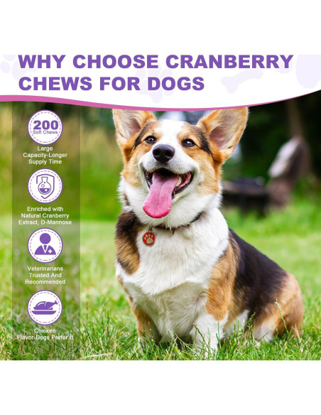 Suplemento de Arándano TTLXBL para UTI en Perros 200 Masticables Suplemento de Arándano TTLXBL para UTI en Perros 200 Masticables