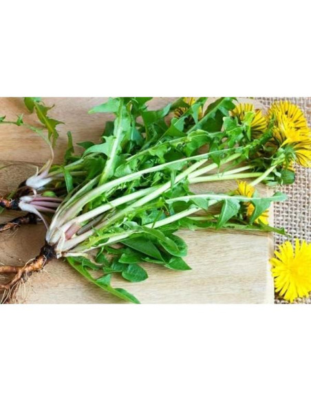 Polvo de Raíz de Diente de León Bodi 454g 100% Natural Polvo de Raíz de Diente de León Bodi 454g 100% Natural