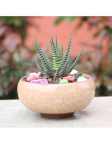 Macetas de Cerámica para Suculentas Mi Decor 12 Pcs 6.4 cm