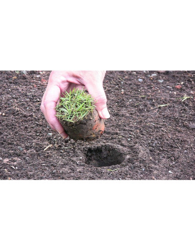 Planter ProPlugger 5-en-1 - Mango Largo, Herramienta Jardín