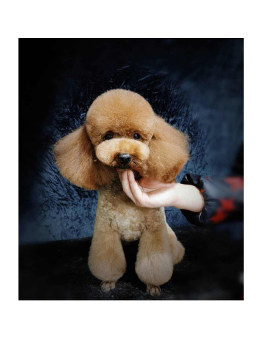 Kit de Tijeras para Perros Yeahbudddy 5 en 1 Acero Inoxidable