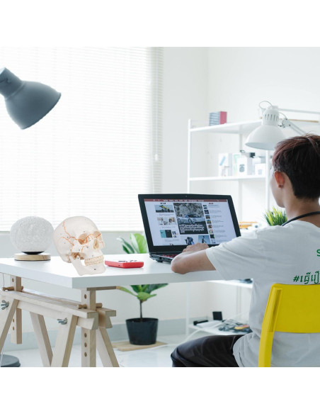 Modelo de Cráneo Humano 3 Partes Vocadok 20x14.5x17.5cm Modelo de Cráneo Humano 3 Partes Vocadok 20x14.5x17.5cm