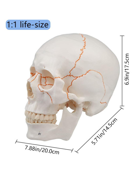 Modelo de Cráneo Humano 3 Partes Vocadok 20x14.5x17.5cm Modelo de Cráneo Humano 3 Partes Vocadok 20x14.5x17.5cm
