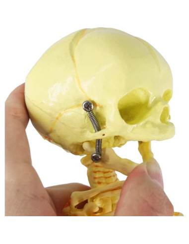 Modelo Esqueleto Fetal Humano Recién Nacido EVOTECH 20 cm