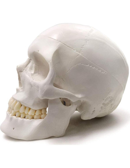 Modelo Anatómico Cráneo Humano Adulto Evotech 22.86 cm 3 Partes Modelo Anatómico Cráneo Humano Adulto Evotech 22.86 cm 3 Partes
