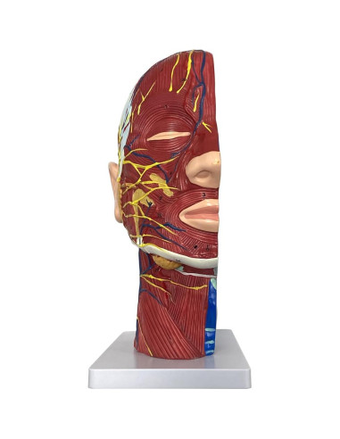 Modelo Anatómico de Cabeza Humana Boutvar 22.86x15.24cm