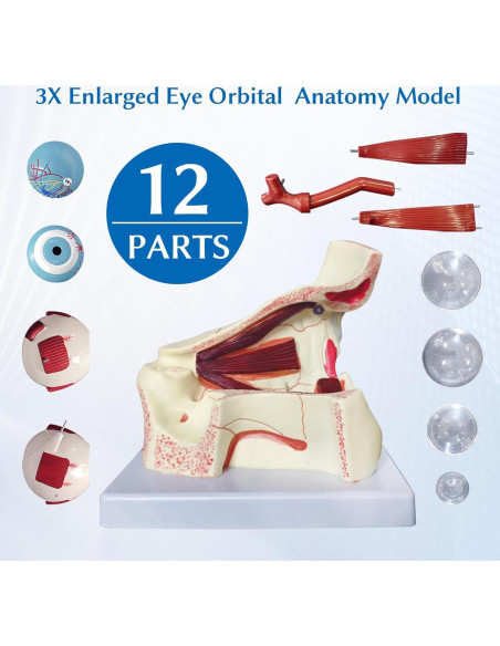 Modelo Anatómico Ocular 3X JNMFTD - 12 Piezas Removibles Modelo Anatómico Ocular 3X JNMFTD - 12 Piezas Removibles