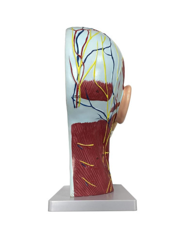Modelo Anatómico de Cabeza Humana Boutvar 22.86x15.24cm