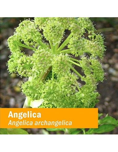 Extracto Líquido de Raíz de Angélica Orgánica Herb Pharm 30 ml