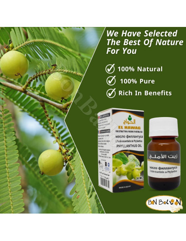 Aceite de Phyllanthus Al Hawaj 30 ml Puro y Natural Prensado en Frío