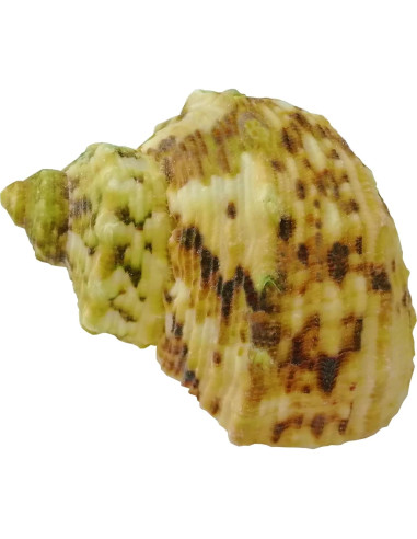 Juego de Conchas Naturales ROPTO para Cangrejos Ermitaños - 5 Tamaños 2.54 a 3.56 cm