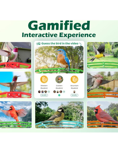 Comedero Inteligente para Aves RichBird con Cámara 2K HD