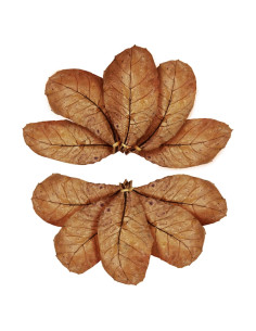 Hojas de Almendra India Catappa SunGrow - 10 Hojas 17-20 cm