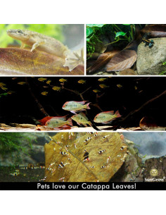 Hojas de Almendra India Catappa SunGrow - 10 Hojas 17-20 cm 2