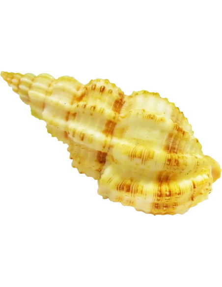 Juego de Conchas Naturales para Cangrejos Ermitaños ROPTO 6 PCS Juego de Conchas Naturales para Cangrejos Ermitaños ROPTO 6 PCS