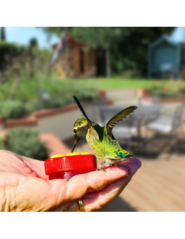 Alimentador de Colibrí de Mano ZHBDMGK 4 Piezas con Cepillo