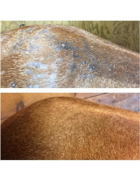 Spray de Salvación de Piel EQ5 1.89L para Caballos - Alivio Escamas y Ronchas Spray de Salvación de Piel EQ5 1.89L para Caballos - Alivio Escamas y Ronchas
