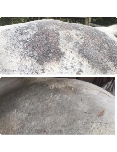 Spray de Salvación de Piel EQ5 1.89L para Caballos - Alivio Escamas y Ronchas