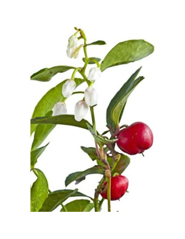 Aceite Esencial Orgánico Wintergreen Silky Scents 30ML Puro