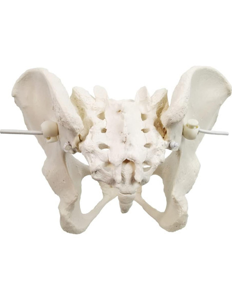 Modelo de Pelvis Femenina Flexible Evotech 24.4x17cm Modelo de Pelvis Femenina Flexible Evotech 24.4x17cm