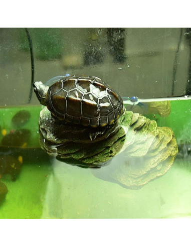 Plataforma de Sol para Tortugas PINVNBY 15.2x6.9cm Resina