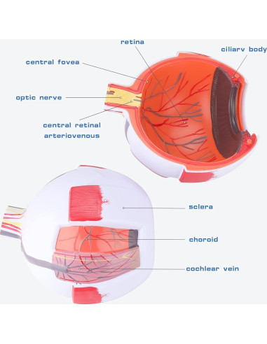 Modelo de Anatomía del Ojo Humano Healthible 27cm Removible