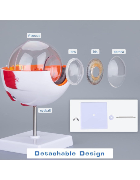Modelo de Anatomía del Ojo Humano Healthible 27cm Removible Modelo de Anatomía del Ojo Humano Healthible 27cm Removible