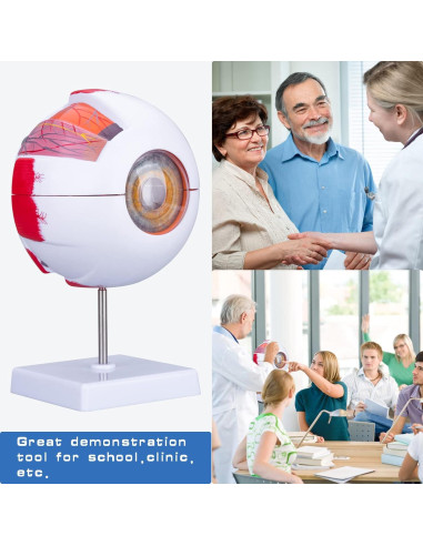 Modelo de Anatomía del Ojo Humano Healthible 27cm Removible