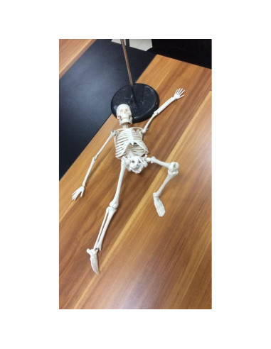 Modelo Esquelético Humano Mini 44 cm Biadahirea con Articulaciones