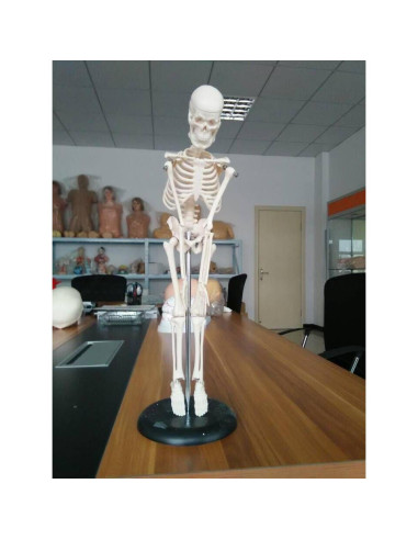 Modelo Esquelético Humano Mini 44 cm Biadahirea con Articulaciones