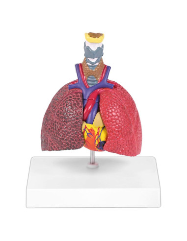 Modelo Anatómico del Sistema Respiratorio JNMFTD 5 Partes