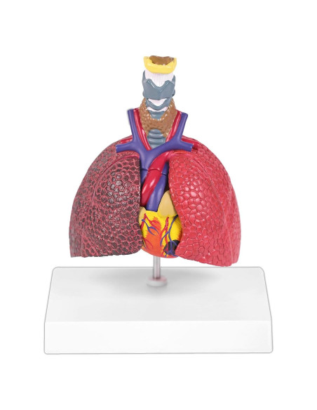 Modelo Anatómico del Sistema Respiratorio JNMFTD 5 Partes Modelo Anatómico del Sistema Respiratorio JNMFTD 5 Partes
