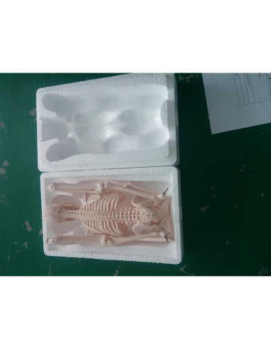 Modelo Esquelético Humano Mini 44 cm Biadahirea con Articulaciones