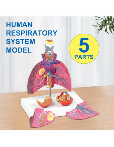 Modelo Anatómico del Sistema Respiratorio JNMFTD 5 Partes