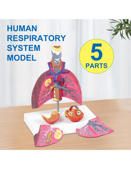 Modelo Anatómico del Sistema Respiratorio JNMFTD 5 Partes Modelo Anatómico del Sistema Respiratorio JNMFTD 5 Partes