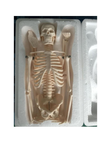 Modelo Esquelético Humano Mini 44 cm Biadahirea con Articulaciones