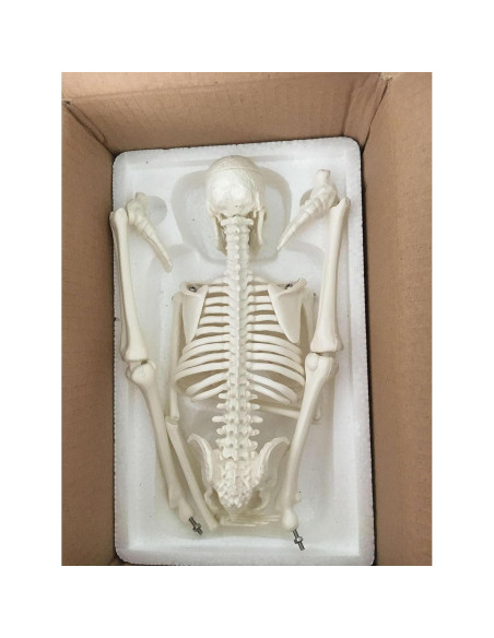 Modelo Esquelético Humano Mini 44 cm Biadahirea con Articulaciones Modelo Esquelético Humano Mini 44 cm Biadahirea con Articulaciones