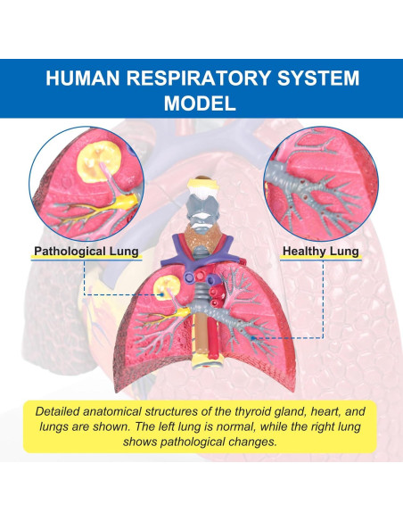 Modelo Anatómico del Sistema Respiratorio JNMFTD 5 Partes Modelo Anatómico del Sistema Respiratorio JNMFTD 5 Partes